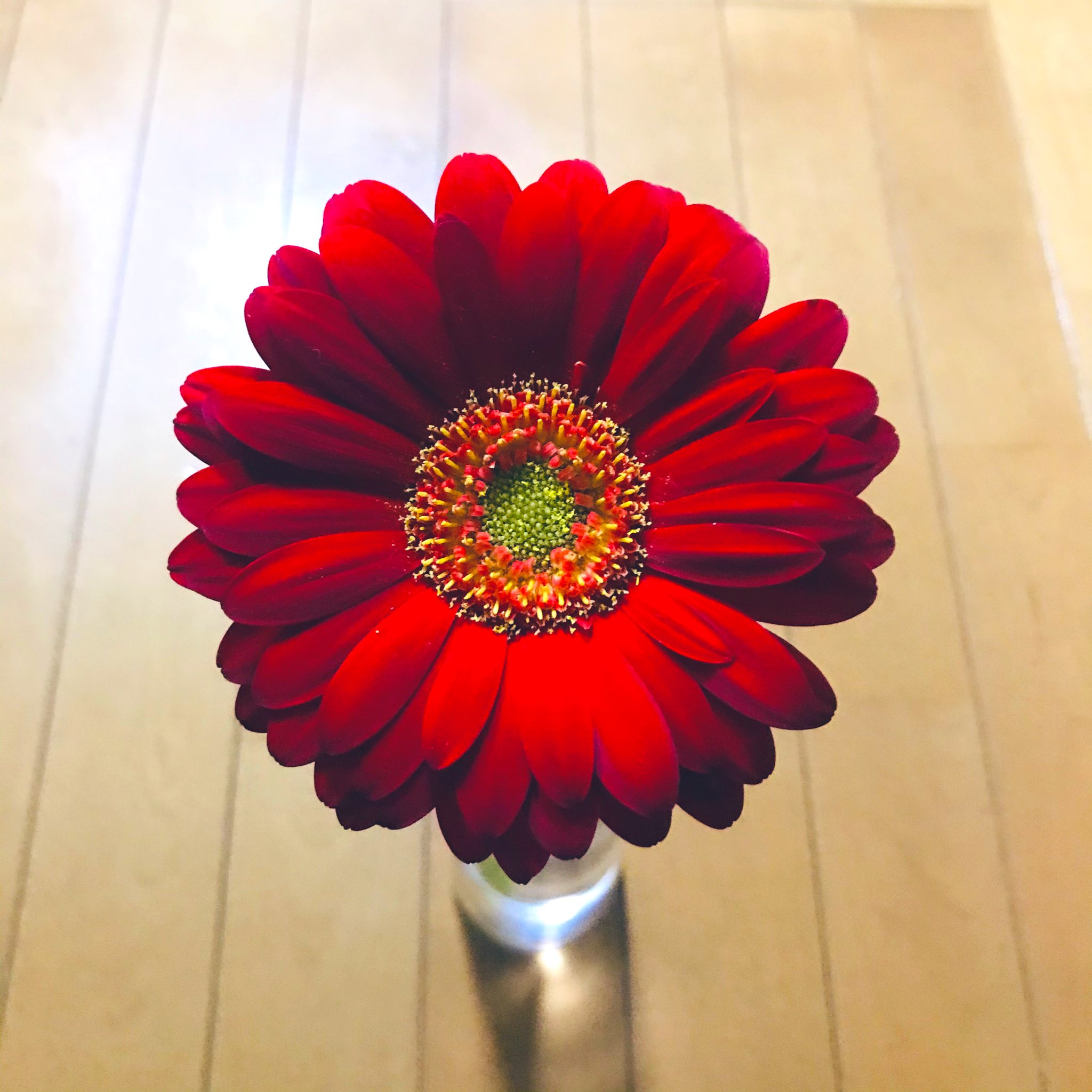 絵梨花 今日は赤いガーベラにしました 玉担さんは買ったかな笑 花言葉は 燃える神秘の愛 ですが 本数によっても花言葉が変わります 1本のガーベラの花言葉は あなたが私の運命の人です 素敵 とってもロマンチックですね 赤いガーベラ
