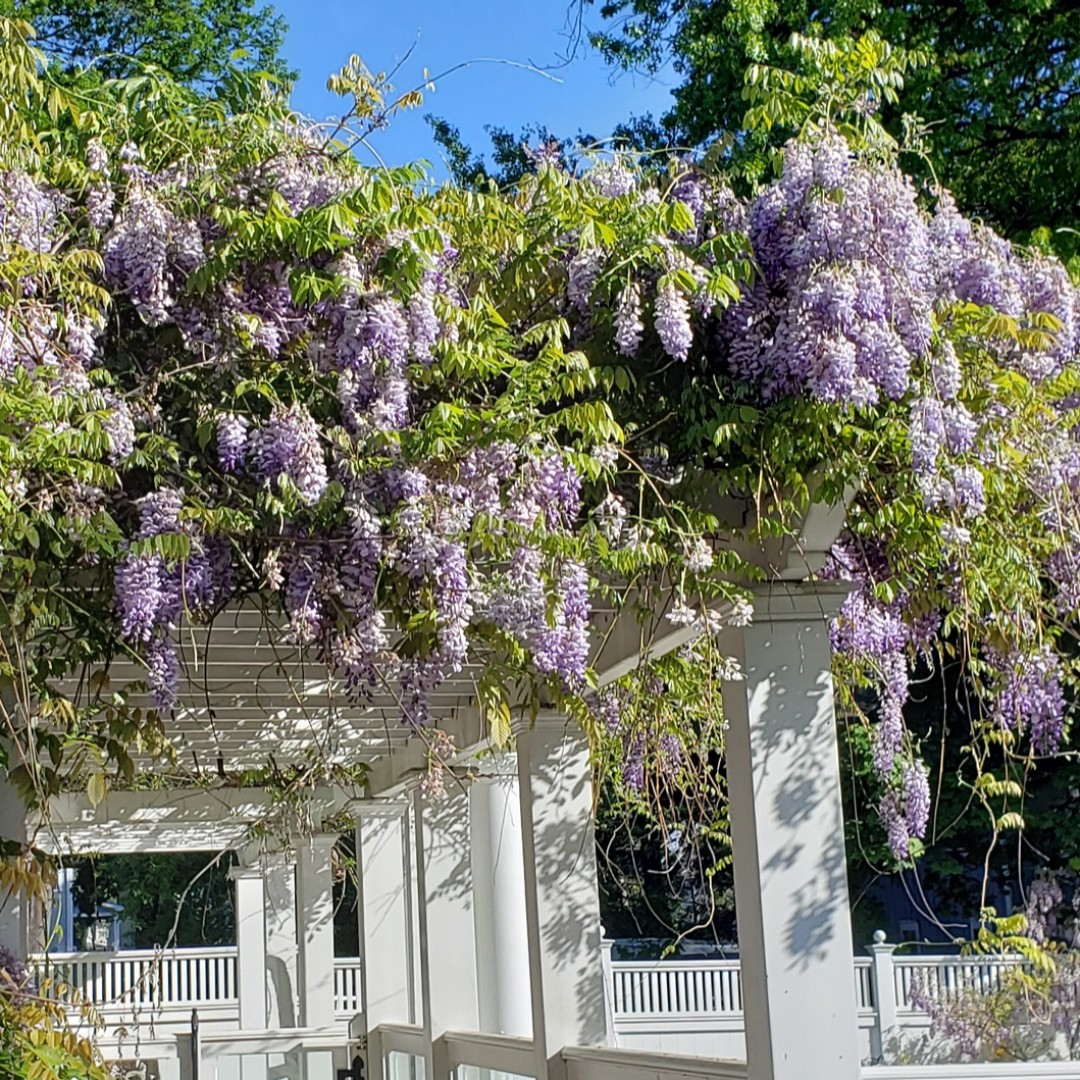 Beautiful Wisteria at our current project.

#Beautifulflowers#Springisintheair##LuxuryHomes #LuxuryBuilds #CustomHomes #HomeRenovation #DesignInspiration #NJBuilder