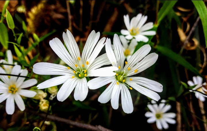 Kuş otu.. Cerastium Alpinum..