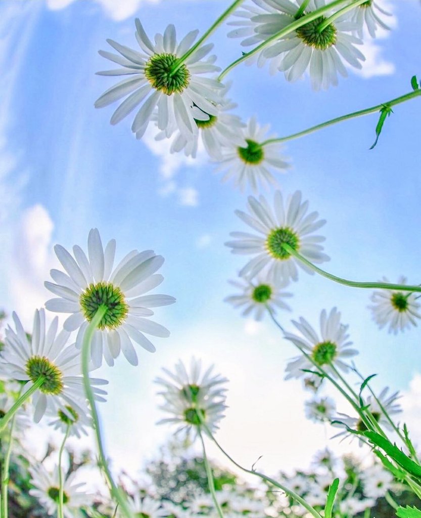 See you tomorrow😸🐾

#flowerphotography 
#NaturePhotography 
#CatsOfTwitter