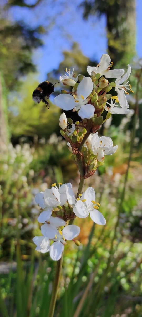 Bee_ologist's tweet photo. A little Buff-tailed bumblebee (Bombus terrestris) on today's morning run!
#bumblebee #bees #britishbee https://t.co/fctDquSr2u