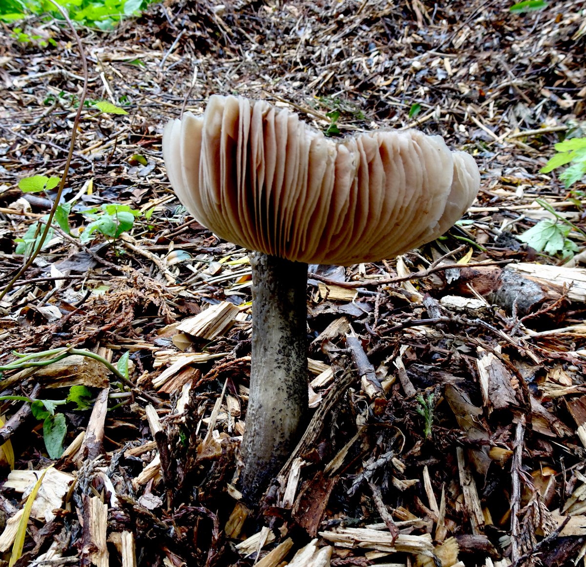 BoundaryWay's tweet photo. Our new poetry group is for anyone who would like to write & share their work on a nature or environmental theme -meetings take place online each month, there's been some wonderful work produced so far! Next session Mon 17 May 2-4pm Free - book here https://t.co/D5tBC6WC6P https://t.co/sL358eeUlW