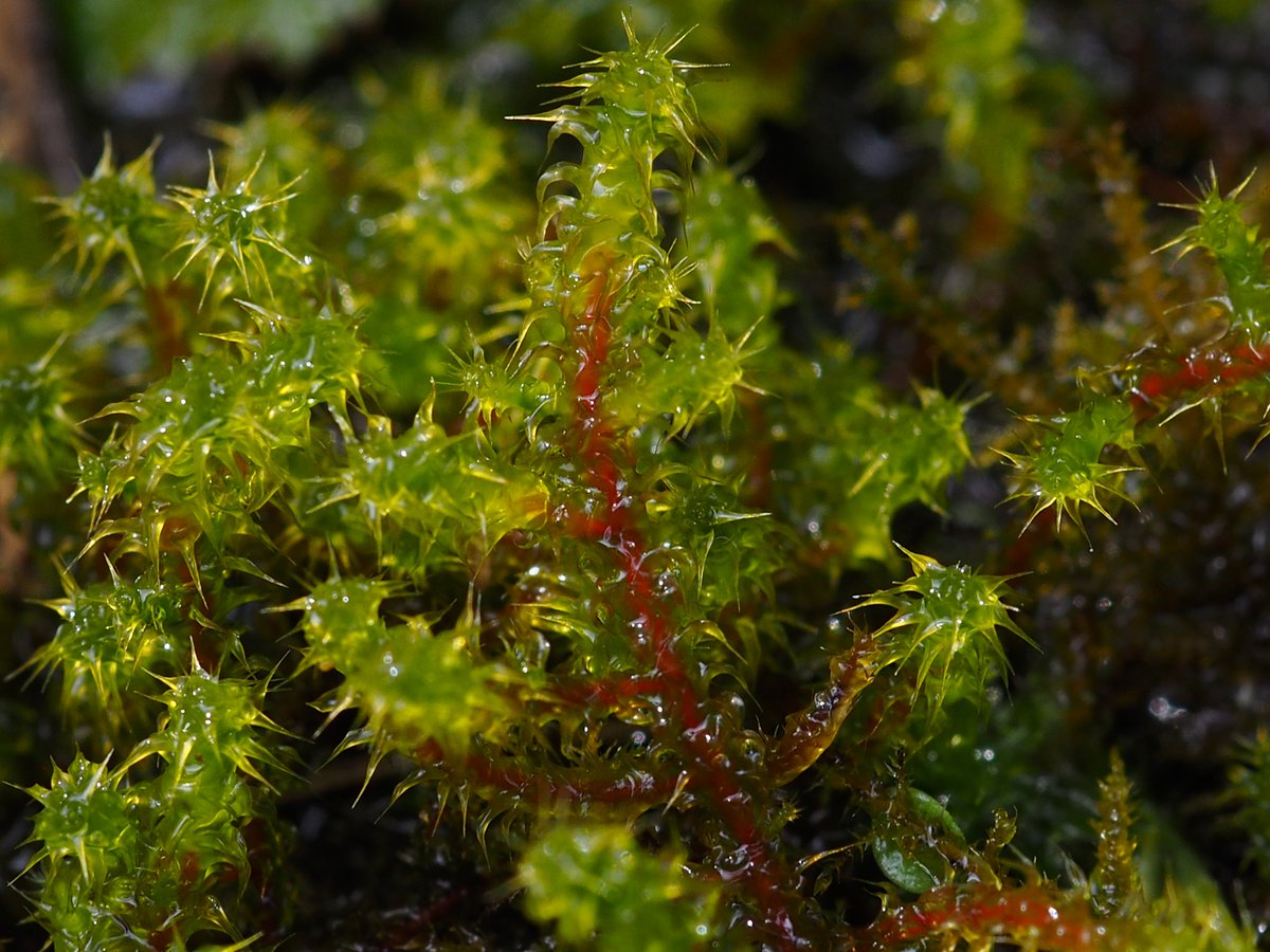 IanJeffrey17's tweet photo. If you find yourself lying awake at night, tossing and turning, wondering how many #tardigrades there are in a patch of #moss - science has found an answer! For a 0.1m² sample of the moss Rhytidiadelphus squarrosus it is exactly 19,909 individual tardigrades. #dailymoss #bryology https://t.co/l7X1UN79k9