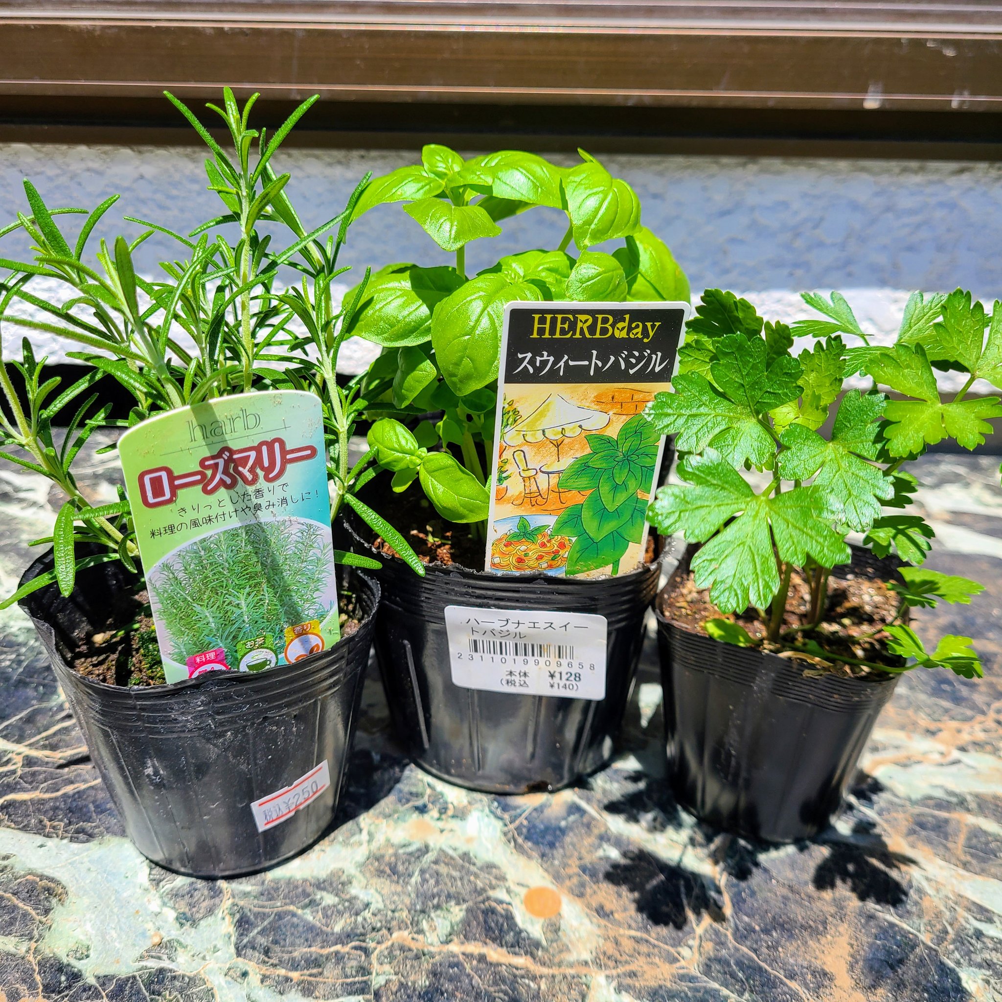 信州発 家庭菜園 Q S Natural Garden ハーブ の寄せ植えに挑戦 よく使う３種類にしてみました イタリアンパセリ パセリ ハーブ 宮沢農園 タネのタキイ ローズマリー ミノールしみず 森戸ナーサリー スウィートバジル バジル