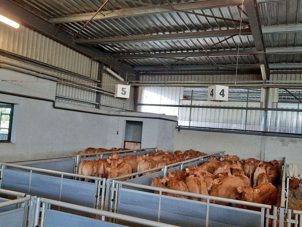 MaLuherne56's tweet photo. Visite du centre d'allotement 
Les lots sont constitués pour rejoindre les élevages
@Cniel @Interbev_fr https://t.co/VGheWATKLj