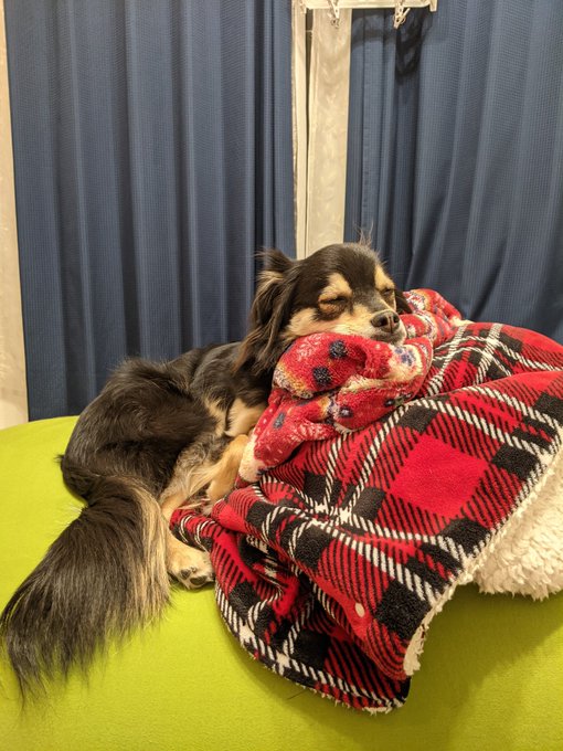 A List Of Tweets Where 犬のパパ Was Sent As 規格外デカチワワ会 1 Whotwi Graphical Twitter Analysis A List Of Tweets Where 犬のパパ Was Sent As 規格外デカチワワ会 1 Whotwi Graphical Twitter Analysis
