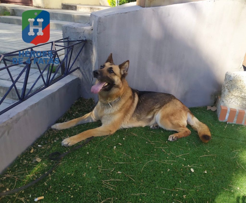 policia's tweet image. Dos de nuestros #héroes se jubilan y buscan un hogar 🏠🐶

Mandy, 7 años. Necesita familia con experiencia ➡ cutt.ly/EbPOmLp

Chase, 3 años, se jubila por enfermedad ➡ cutt.ly/2bPOU3Y

Si tú no puedes comparte para que llegue a todos los rincones ❤️