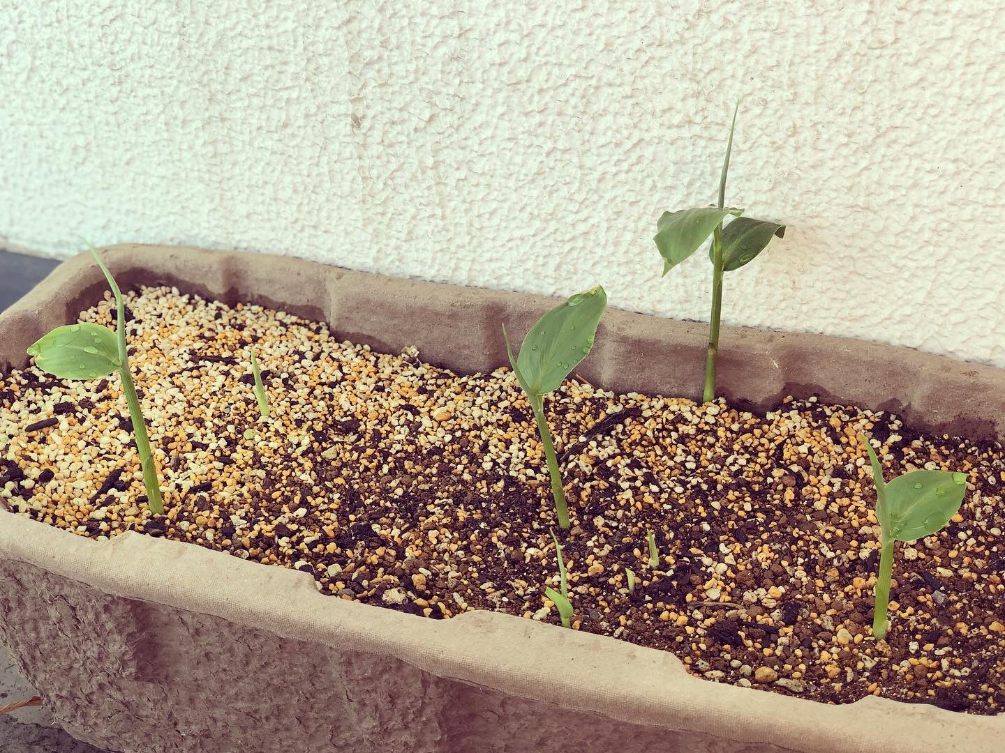 伊勢谷 千裕 フリーライター わたしの食べられるベランダの住草たち ローズマリー スペアミント クレソン アスパラガス みょうが ギボウシ 明日葉 山椒 コモンセージ Lfcコンポスト T Co Hltxmo9f55 T Co Fdiug8kwr6 Twitter