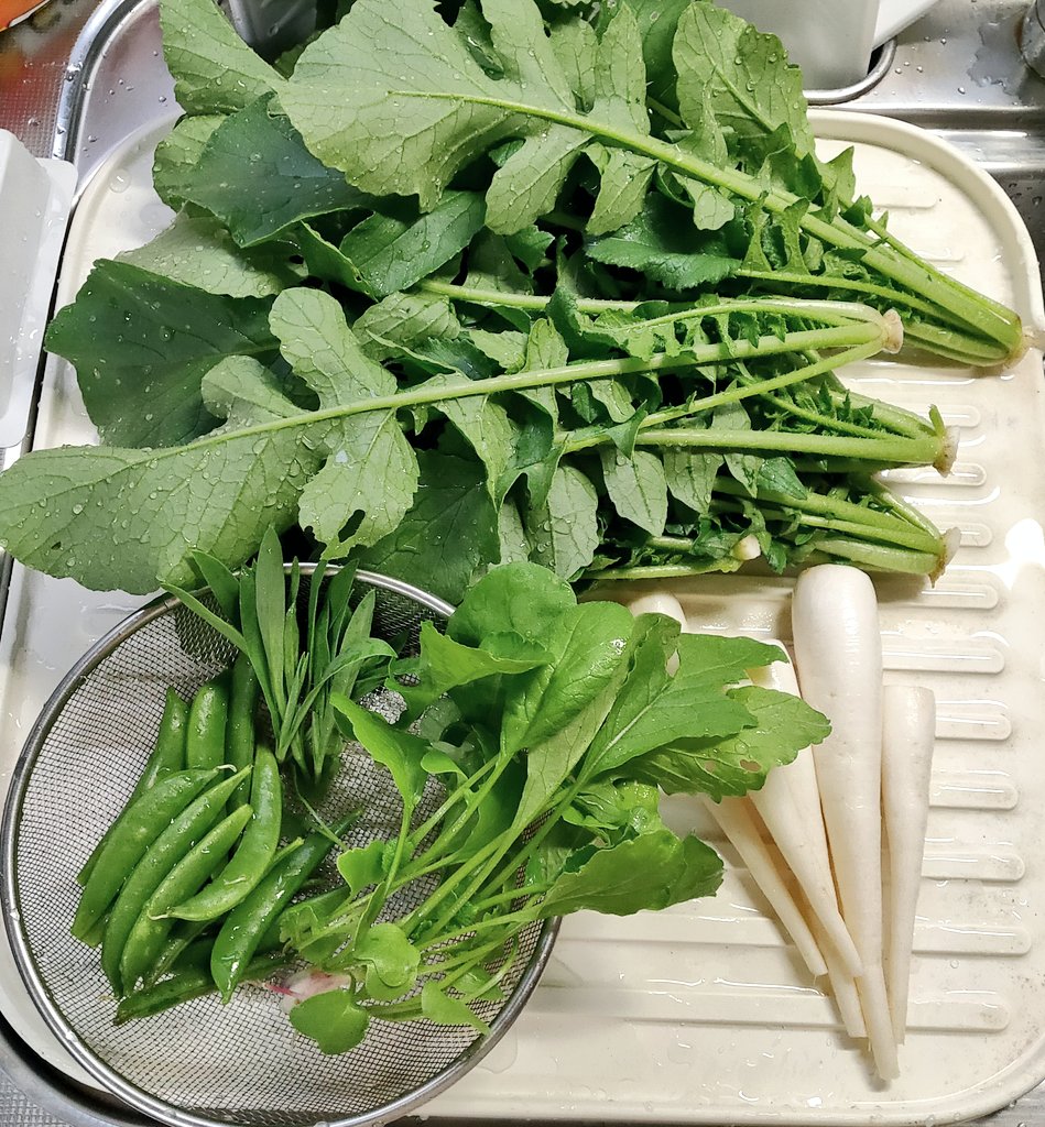 にゃごにゃ 今日の収穫 大根 葉 根 ストリドーロ スナップエンドウ 二十日大根間引き菜 大根葉をひき肉と炒め物にしてみた 二十日大根間引き菜はスナップエンドウと共にスープに 貧血対策でレバー料理食べるから その分食べる量増えて腹重い にゃごにゃ 今日の収穫 大根 葉 根 ストリドーロ スナップエンドウ 二十日大根間引き菜 大根葉をひき肉と炒め物にしてみた 二十日大根間引き菜はスナップエンドウと共にスープに 貧血対策でレバー料理食べるから その分食べる量増えて腹重い