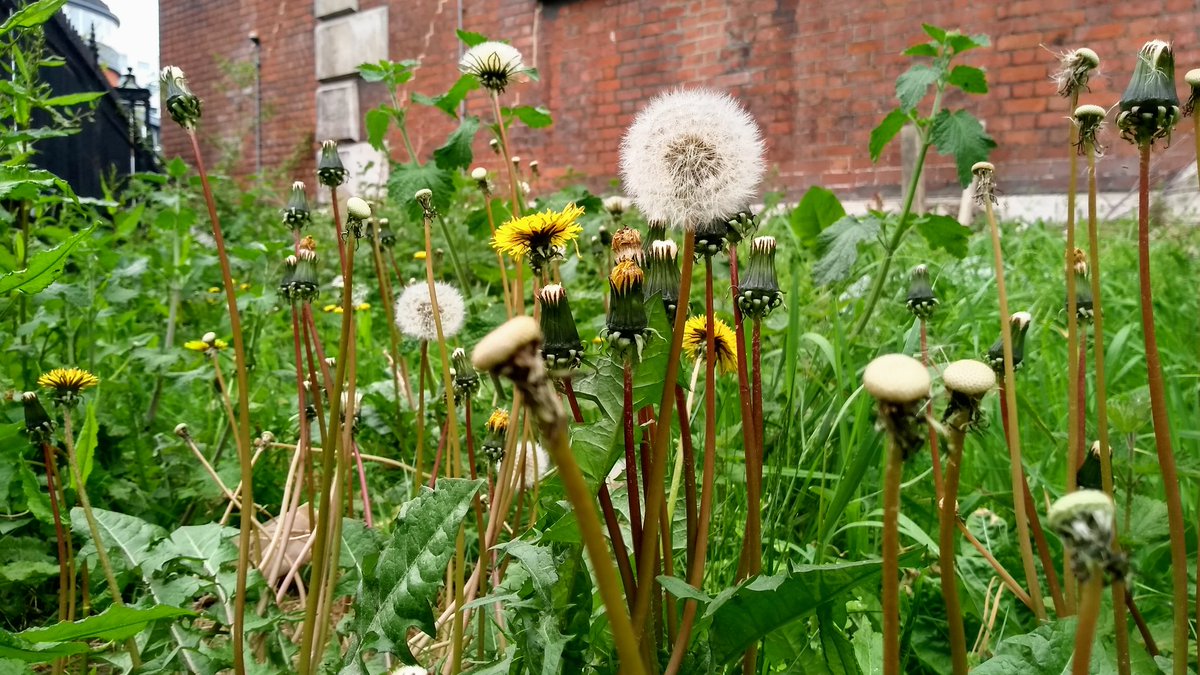 Magical dandelion forest in #SE1  #NoMowMay #MoreThanWeeds