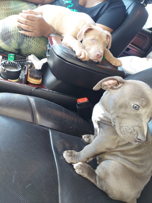 These 2 started my kennel https://t.co/Xoc8FpxvJQ<a href="/tag/mvsales"class="tags"><span>#mvsales</span></a><a href="/tag/mvboys"class="tags"><span>#mvboys</span></a>