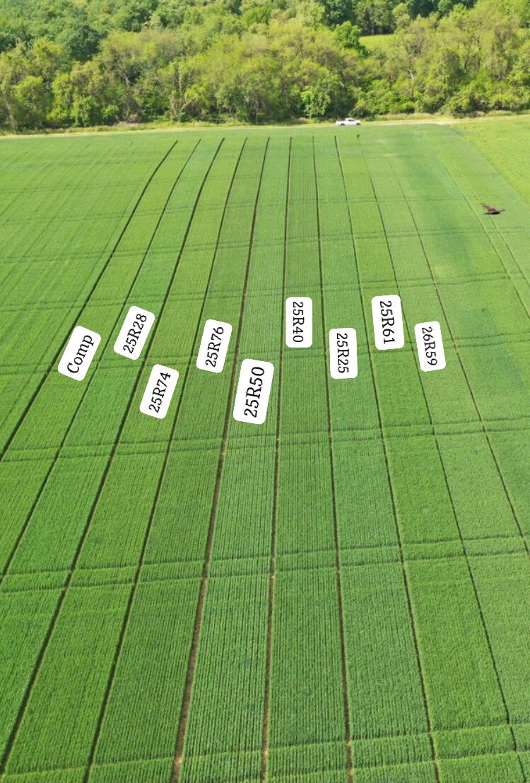 Ryan Permelia tweet media