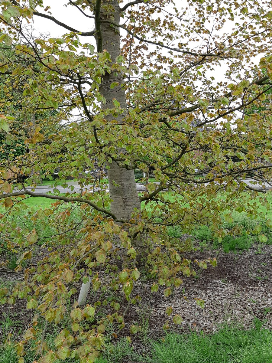 De bruine beuk op de rotonde bij de Emmalaan gaat zijn 2e groeiseizoen in. De boom loopt mooi uit en heeft er zin in......