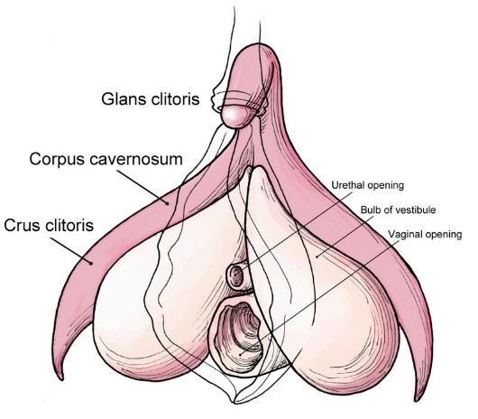 literal wank threadthere's more ways to stimulate a clit/t-dick than just rubbing it directly tbh, depending on what your vulva is like, how big it is etcsee the shape of the organ? those two sides of the opening and run behind the labia majora (the fat outer lips)?