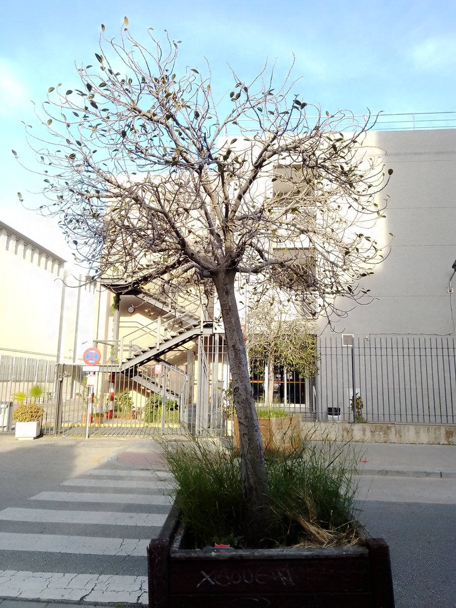SOSterritorios's tweet photo. 🆘#Macetones C/ Barrau #Sevilla

Se secan los #Árboles por falta de riego y además los convierten en papeleras y vertederos.
@Ayto_Sevilla hace algo al respecto⁉️

Una vez más vemos agonizar y morir a más #ÁrbolesUrbanos.
@LipasamSevilla y #ParquesYJardines están a verlas venir‼️ https://t.co/4zVYhzipBH