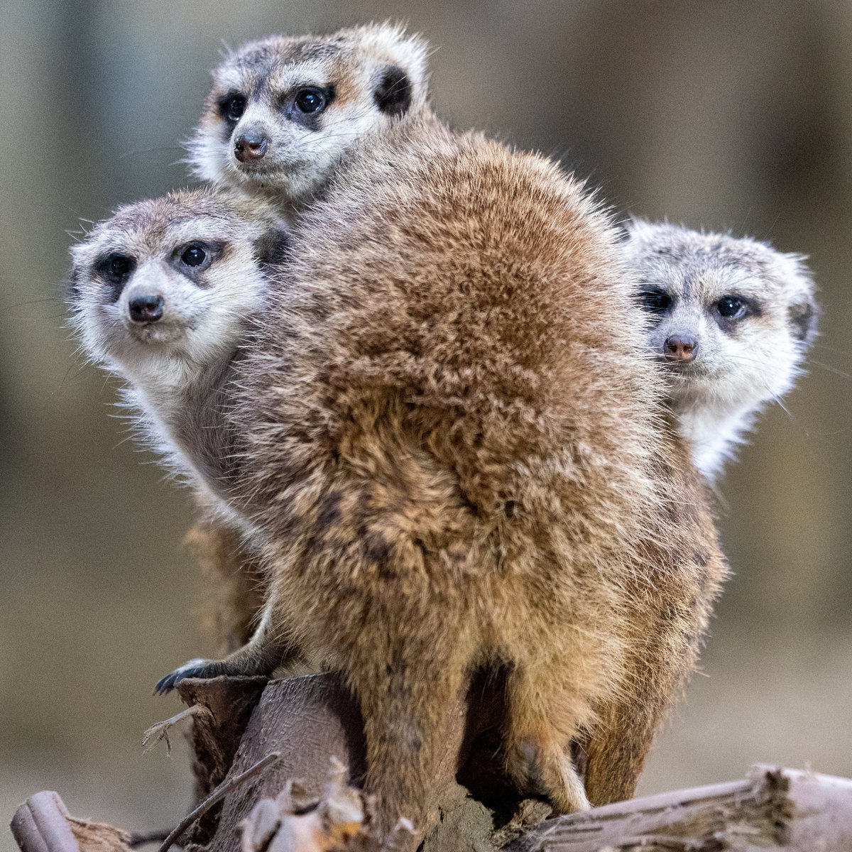 コンプリート ミーア キャット 画像 Saikonomuryogazomore