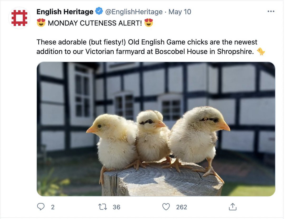 Protect the Wild tweet media
