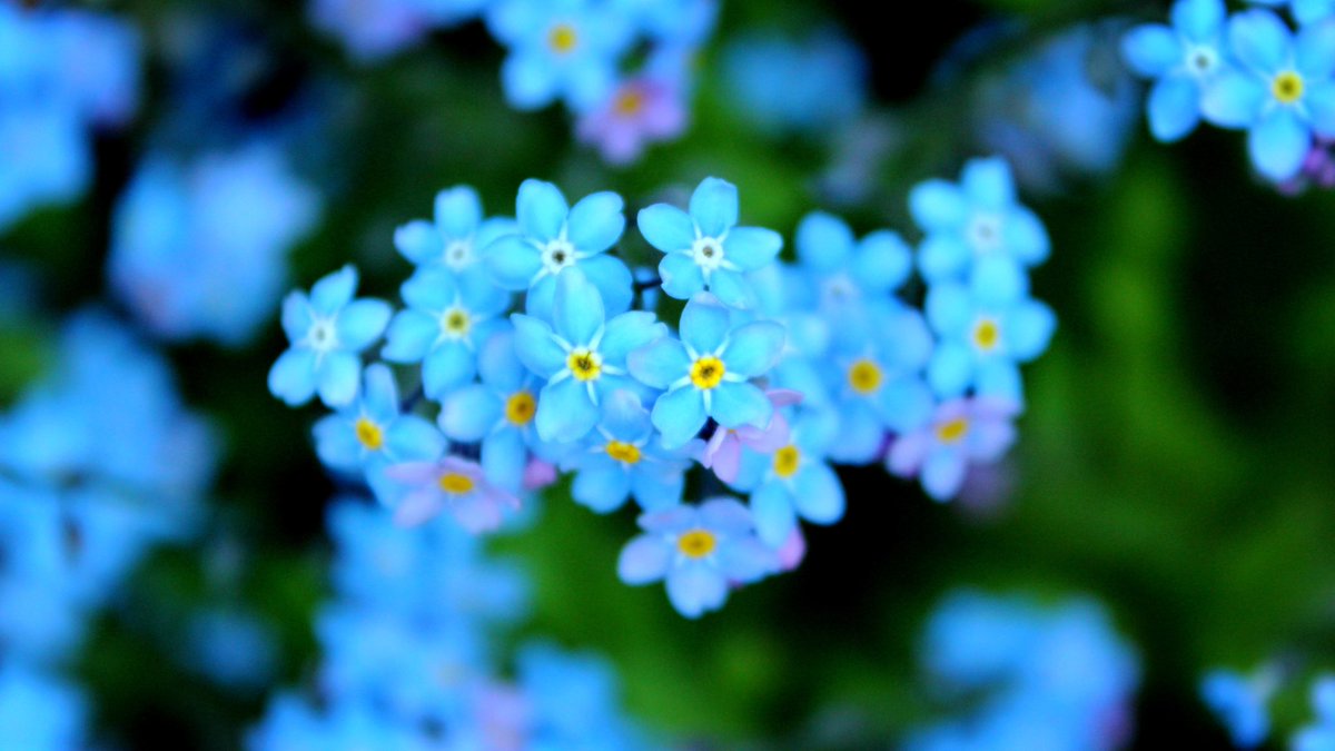 maxbhill's tweet photo. Hazy and baby blue forget-me-knot #Photography #gardening #flowers #art #Hope https://t.co/UdWf6rwqcb
