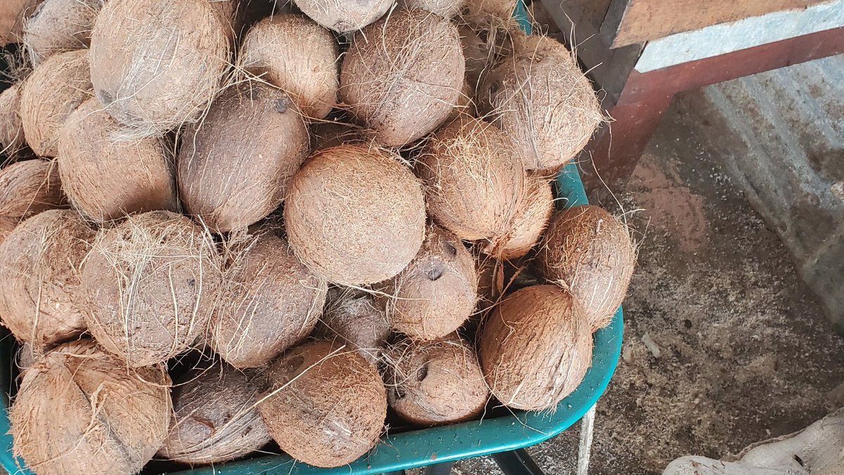 Tropicoal Ignition tweet media