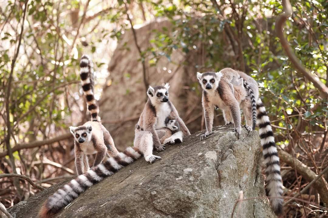 Orange Madagascar RSE tweet media