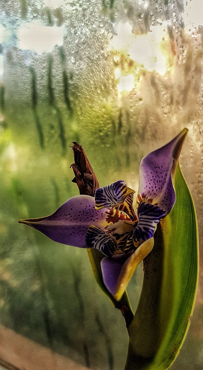 Floresteirosbr's tweet photo. Aula de Anatomia Vegetal

LABORATÓRIO de Biologia UFPa Campus Altamira

THALITA FARINA
@thalita.farina

#fotografias #engenhariaflorestal #concursodefotografias #concursodefotos #photograph #paisagem #meioambiente #clickflorestal https://t.co/BiwxLanmun