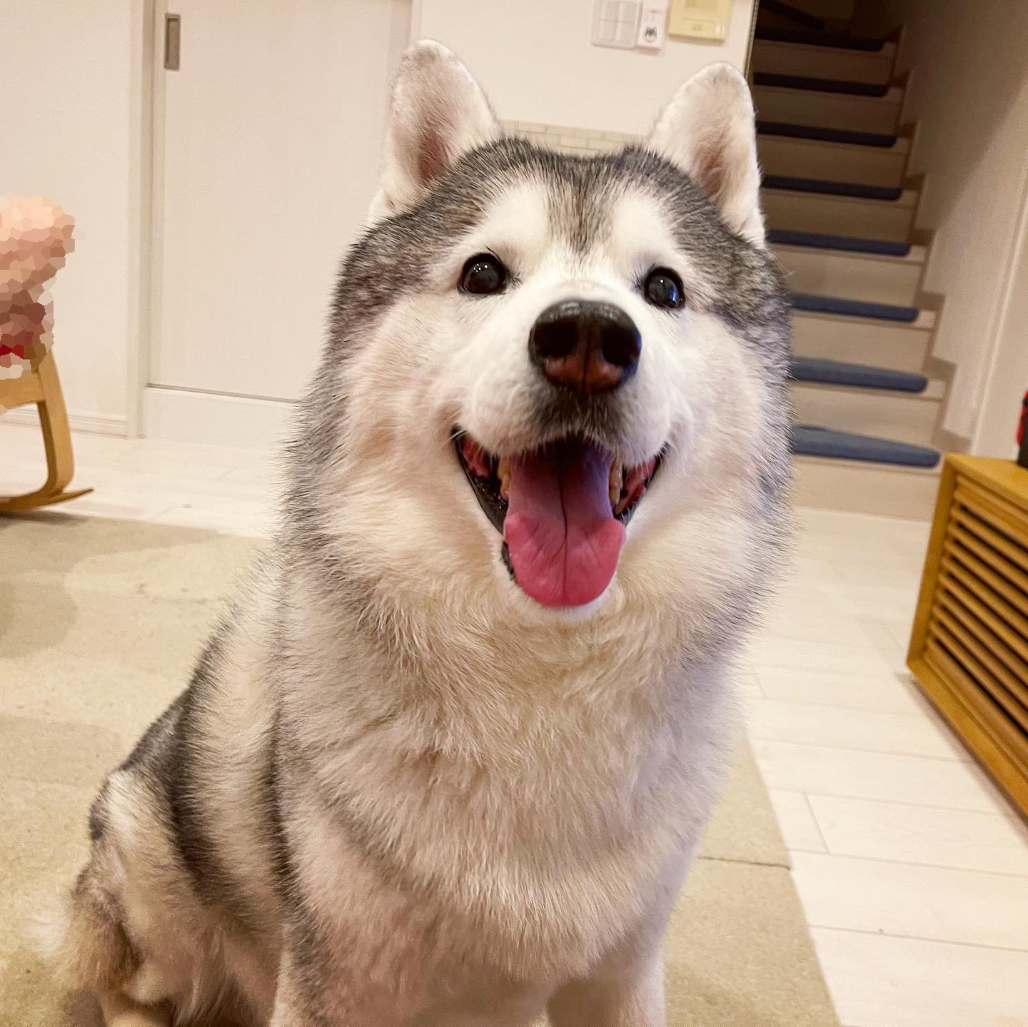 Twitter 上的 プピプピ文太 柴犬ってキツネ顔とタヌキ顔に分かれるけど ハスキーもキツネ顔と狸顔に分かれる気がする 文太はどう見ても狸顔 タヌハス T Co Gh2iurnufg Twitter