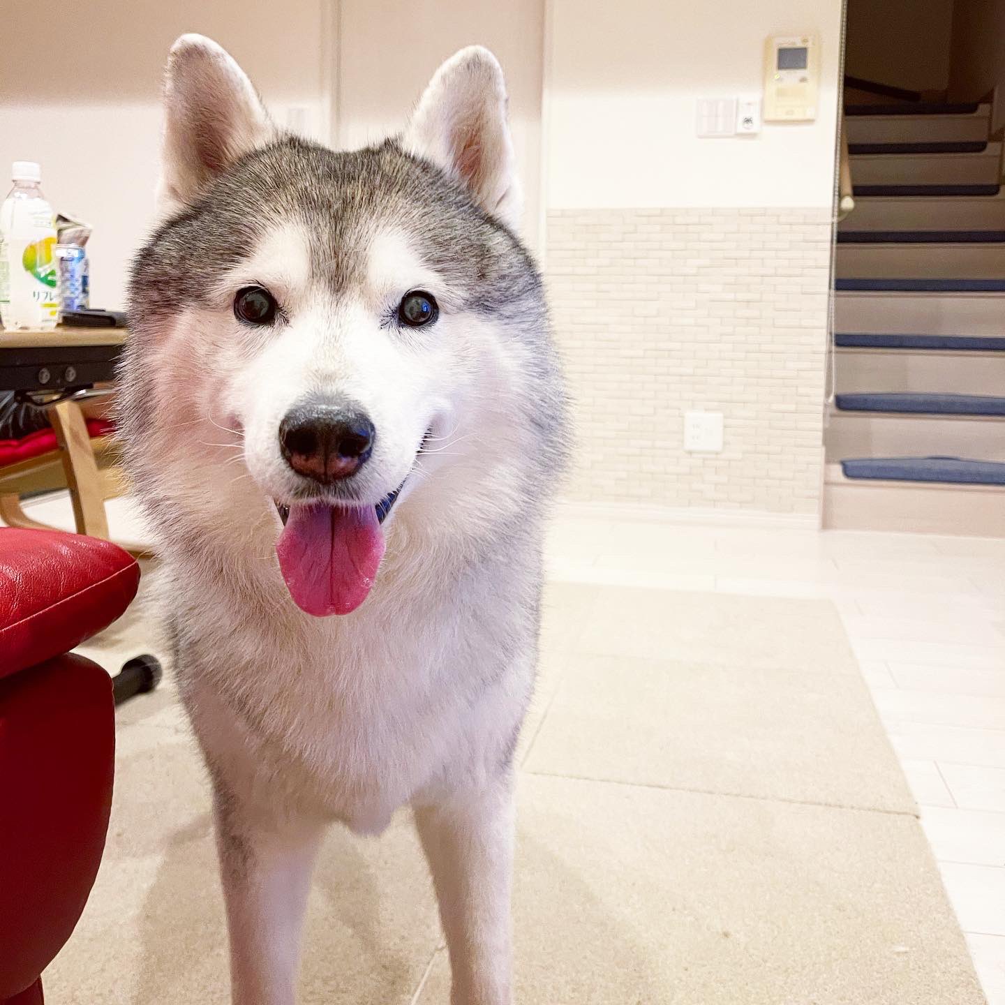 Twitter 上的 プピプピ文太 柴犬ってキツネ顔とタヌキ顔に分かれるけど ハスキーもキツネ顔と狸顔に分かれる気がする 文太はどう見ても狸顔 タヌハス T Co Gh2iurnufg Twitter