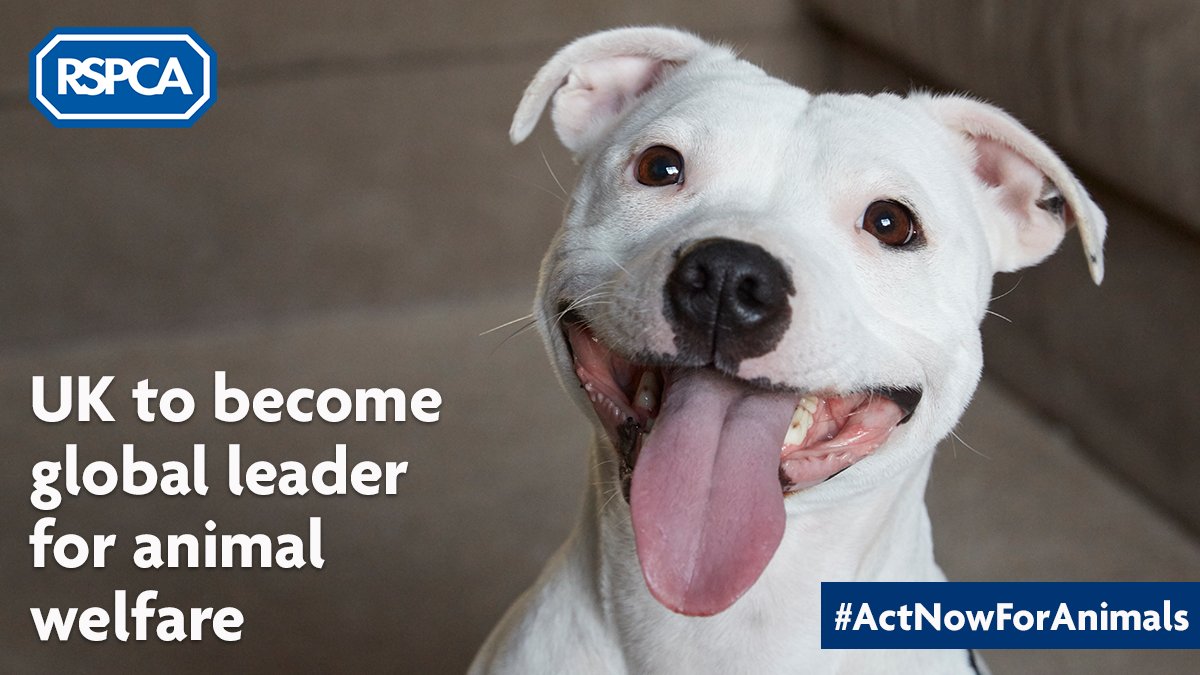 RSPCA (England & Wales) on Twitter: RSPCA (England & Wales) on Twitter: