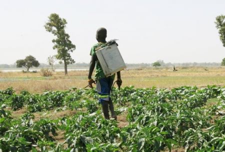 #Sénégal : la FAO va soutenir la formation de 15 000 jeunes dans les métiers de l'agriculture | agenceecofin.com/agro/1105-8810…