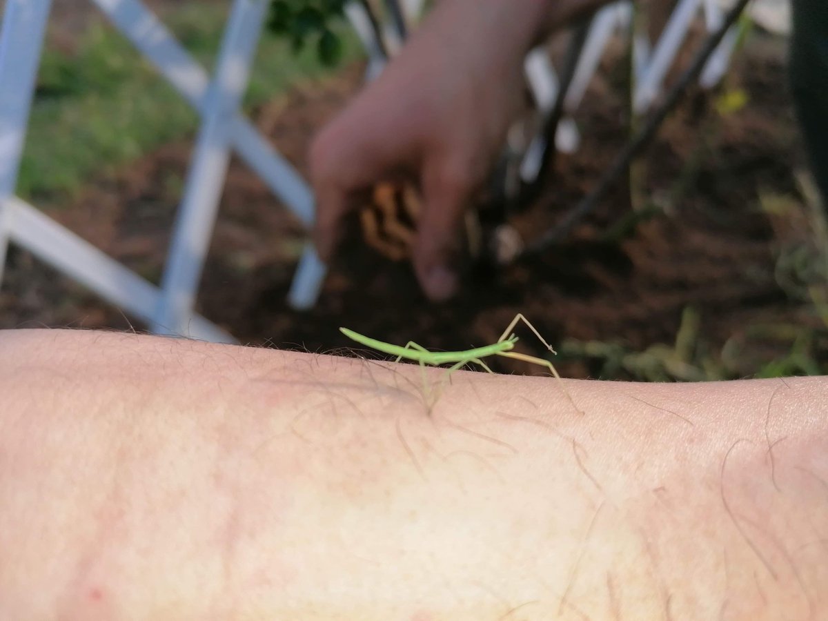 microferme's tweet image. Petite rencontre sympa ce matin entre deux averses 
#phasme
#Permaculture #jardin