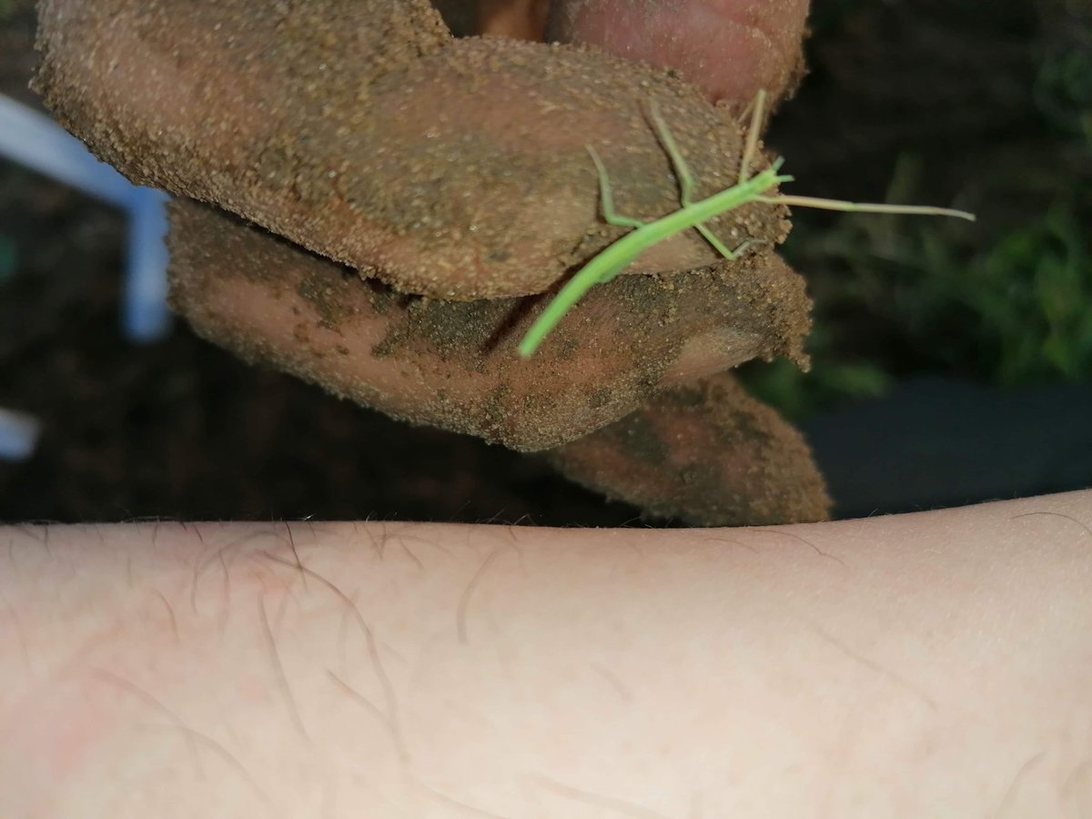 microferme's tweet image. Petite rencontre sympa ce matin entre deux averses 
#phasme
#Permaculture #jardin