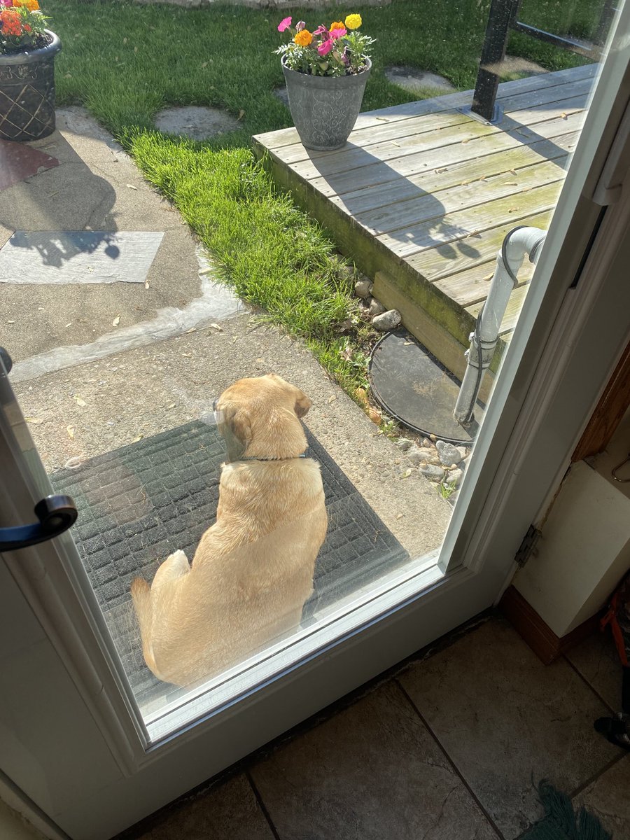 Rascal the Puggle tweet media