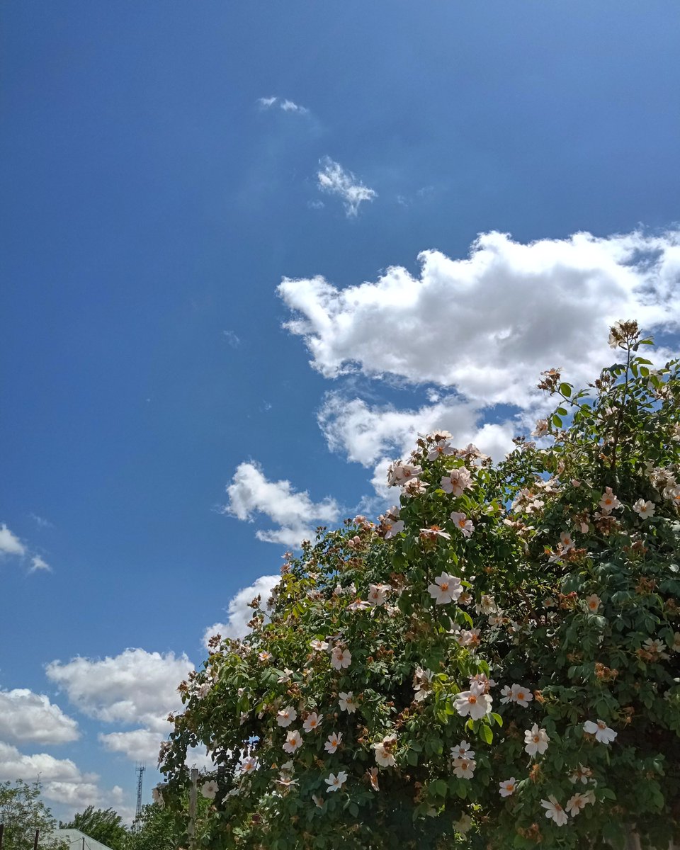 Eyni gün, eyni səma amma birinə insan toxunub. İnsanın toxunduğu hər şey çirkinləşir, solur, ölür.
Qardaşlıqmı, dindaşlıqmı? Heç biri! 
İnsanlıq, sadəcə insanlıq...
#StopIsrael