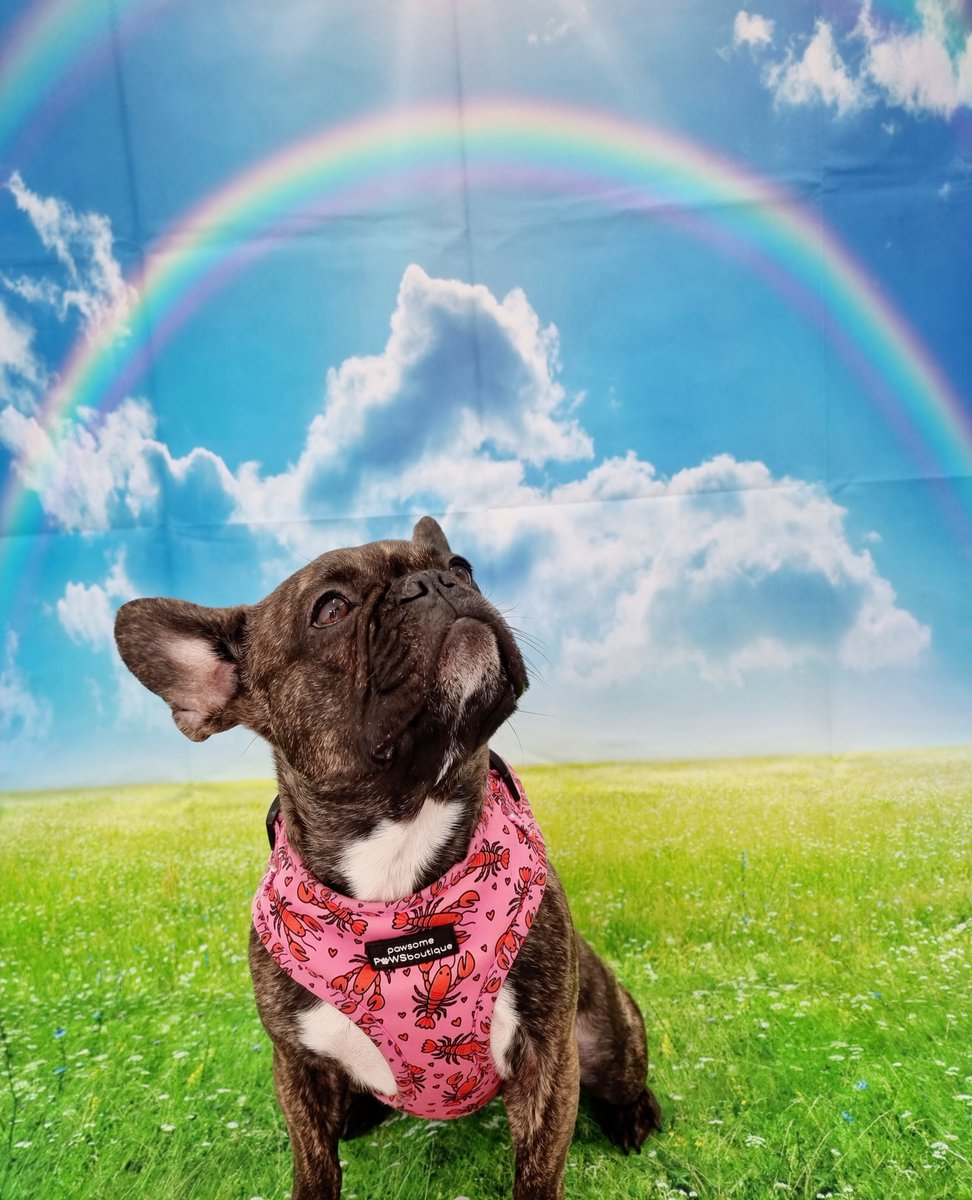AllbreedsPandy's tweet photo. We're delighted to be raising funds for local dog rescue Nico's Legacy who help rescue &amp; rehome dogs. Bring your dog(s) in for a photo for £3.50 &amp; ALL funds go directly to the rescue. Msg us or call 07817 952958 to book your dog in &amp; help us raise vital funds! Thank you 🐶 https://t.co/adD9Ccw0G1