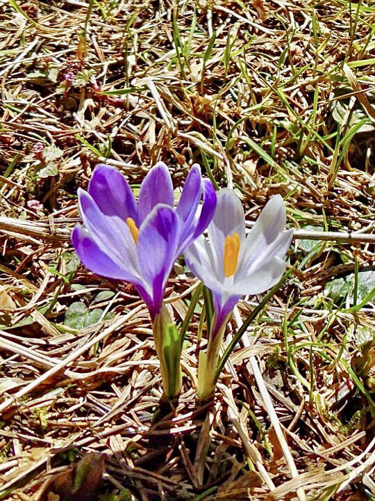 La plaine de la Grande Sure #jonquilles #crocus #randonnée #jpeuxpasjaimontagne #jpeuxpasjairando #chartreuse #chartreusetourisme #massifchartreuse #alpes #alps #alpesishere #isere #iseretourisme #iserephotographie #AuvergneRhoneAlpes #nature #naturephotography #naturelovers