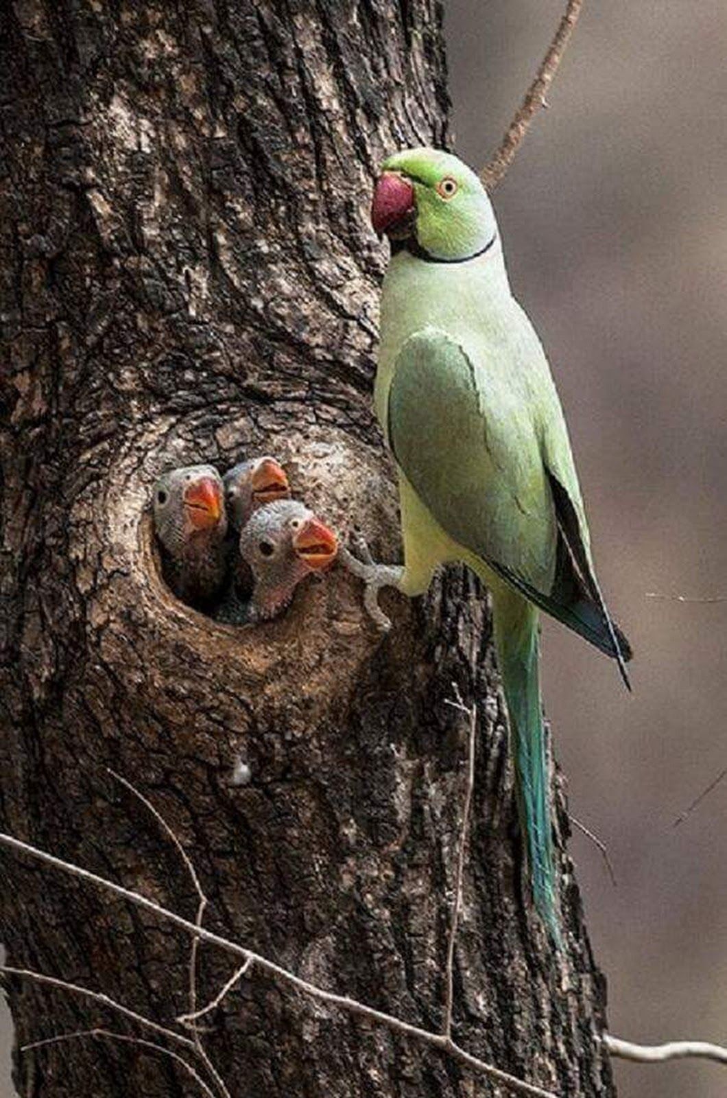 Image of Rose-Ringed Parakeet In The Tree Of Nesting Site-KA137023-Picxy