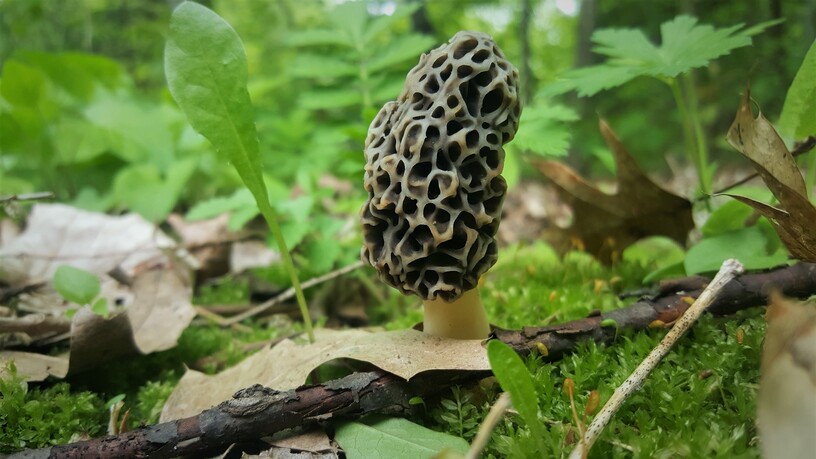 MinnesotaEE's tweet photo. Join us on May 16th for a MOREL hunting adventure!  Learn how to hunt for morel mushrooms and other spring edibles while getting to know some fellow environmental educators.  Learn more at https://t.co/b0t3U4qZ5a. https://t.co/vszLXGmvEy