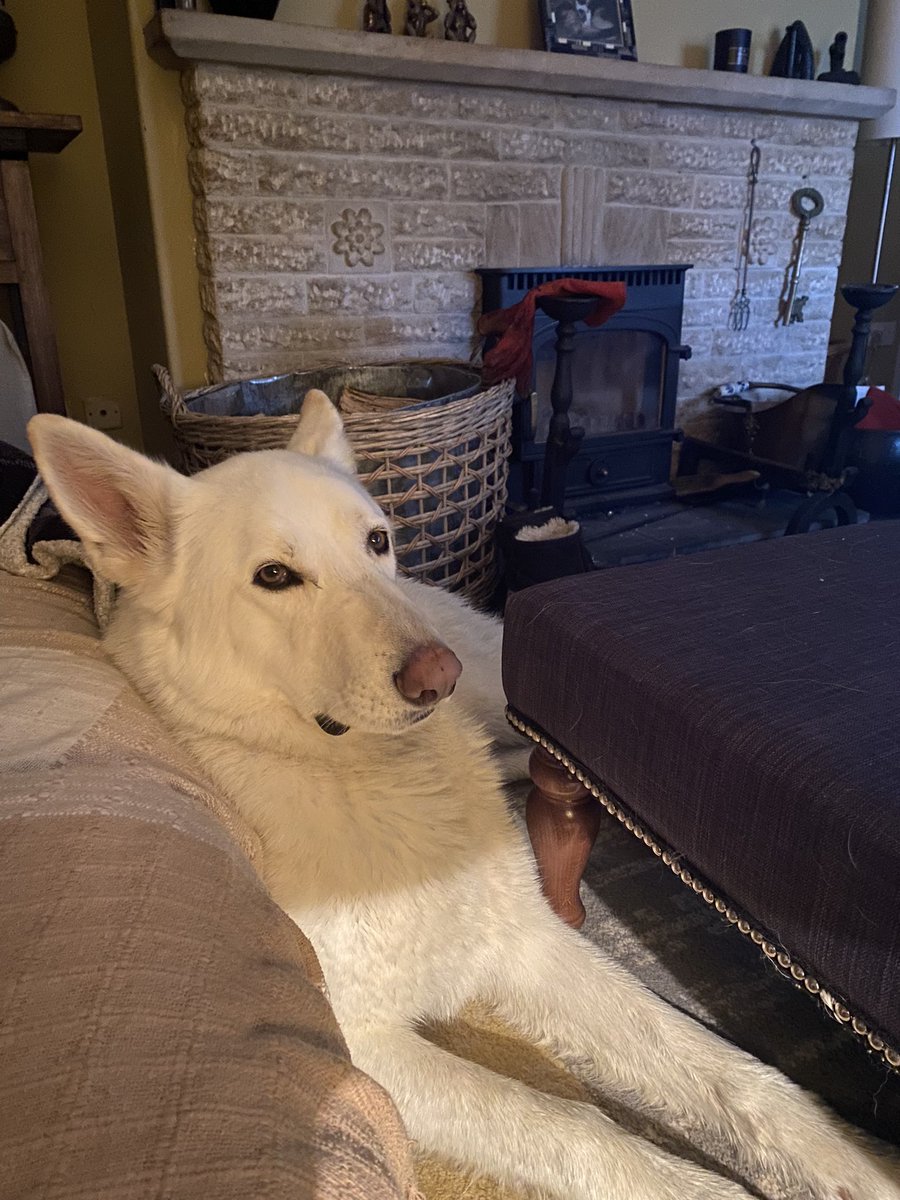 DesignElucidate's tweet image. Didn’t get as much work done today as I would have liked 🤔🙄🐾🐾