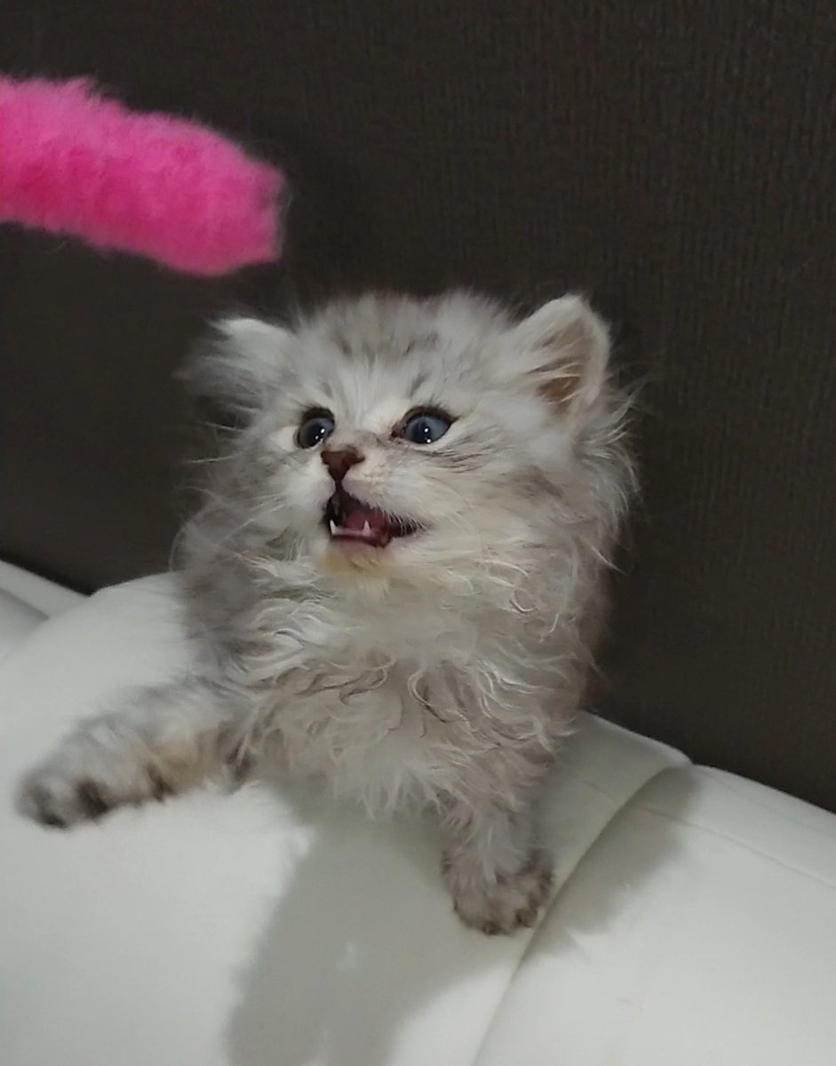 子猫に過保護なmama猫 hashtag on Twitter