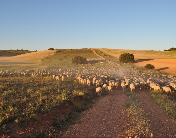 SEO_BirdLife's tweet photo. Las vías pecuarias son caminos ganaderos históricos que conectan espacios de alta #biodiversidad.🌿

🐑Para llenarlos de vida👇
El 15 de mayo daremos un paseo trashumante en Madrid junto a voluntarios.

👏 @LifeCanadas y @UAM_Madrid
https://t.co/ZA864ssZU3 https://t.co/FYekpkGHbl
