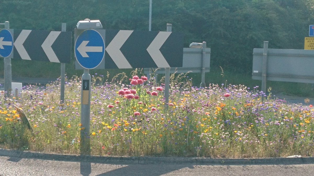 Please RT if beautifying roundabouts and verges for people and pollinators makes your heart sing!
