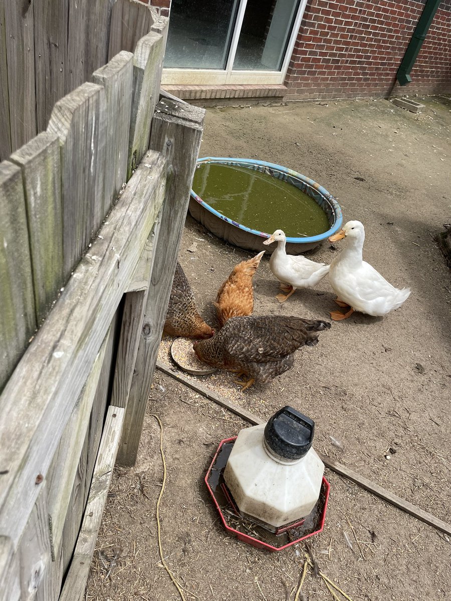 Love how responsible our LES students are! They make sure our animals are fed and love hunting for eggs! 💙❤️ #TeamDCS