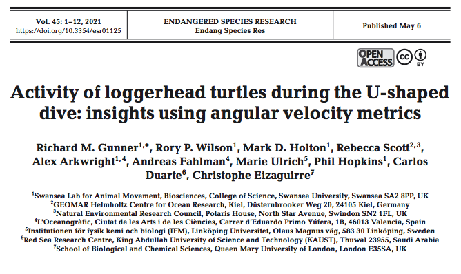 ESR_IR's tweet photo. Using angular velocity metrics Richard Gunner and colleagues research U-shaped dives in loggerhead turtles. Variations in putative resting behaviours indicate that these are actually complex and relevant for energy budgets. 

Read full article: https://t.co/nnVCwseUX5 https://t.co/ykxfgQ3g63