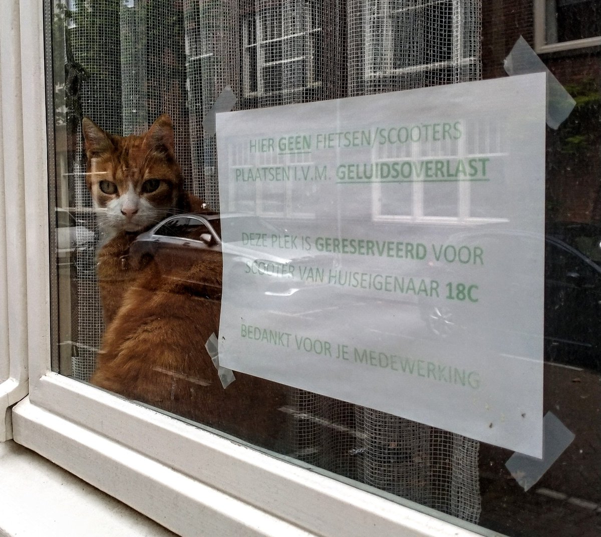 Blijdorper's tweet image. Dieren die je ziet als je door Rotterdam wandelt: een wakende #windowcat #wandeltweet #dierentweet
