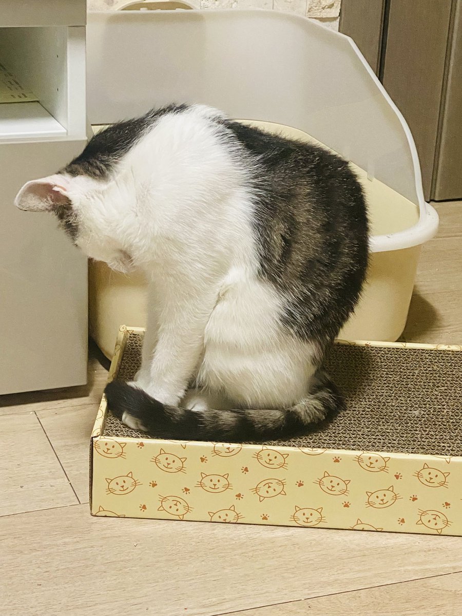 아아 의리 고양이... 임보자님이 잘 시간인데 방에 안가고 거실에 있으니까 옆에서 꾸벅꾸벅 졸고있대요...ㅠㅠ 

아라... 당신은 그저 빛......💙