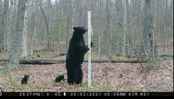 Dr. Vanessa G. Rojas and students at the Ranger School are working on a collaborative winter wildlife monitoring project, now closed for the season &amp; captured a visit from a mama bear and her cubs. As cute as cubs are, you should NEVER approach them as Mama Bear is always nearby.