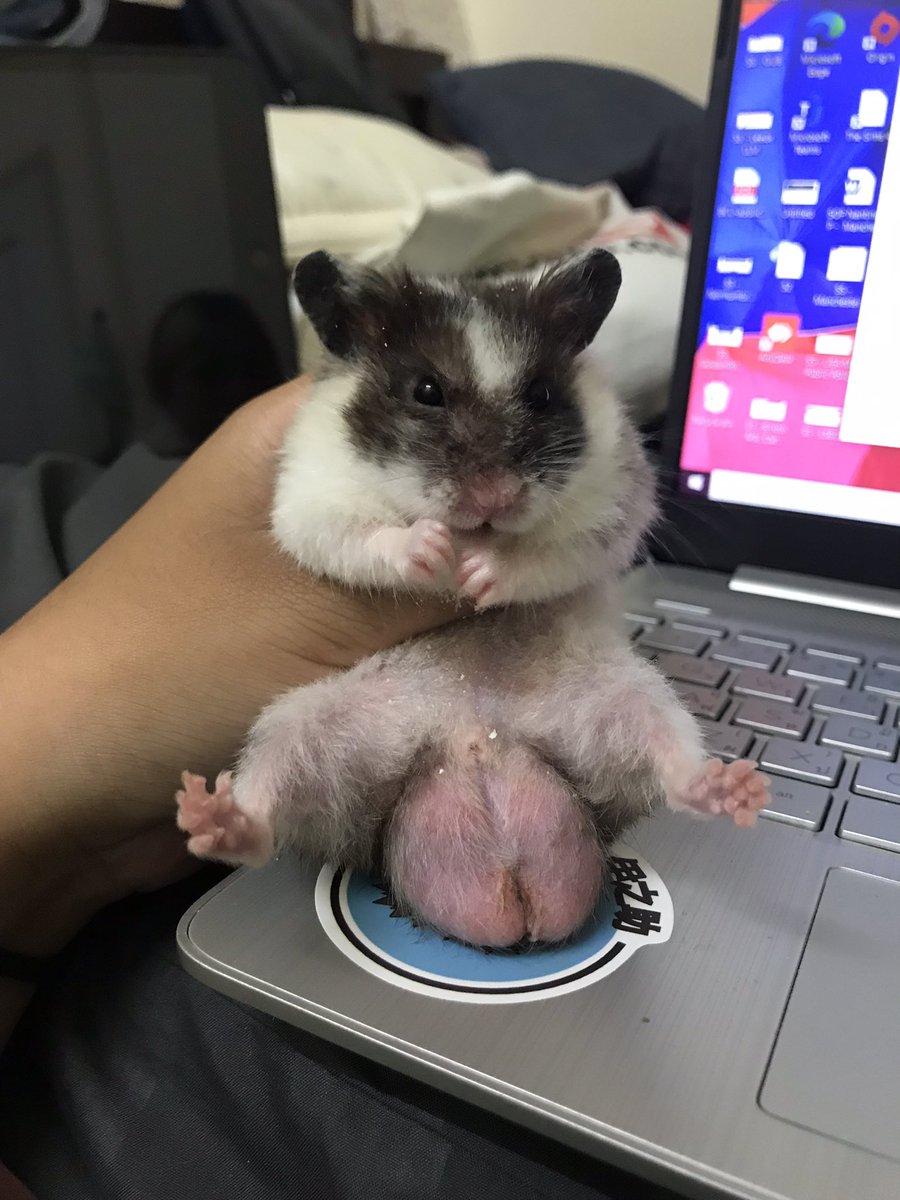 ไถทวิตอ่านเรื่องลิขสิทธิ์แล้วเจอคนเอารูปหนูกุไปใช้ งง