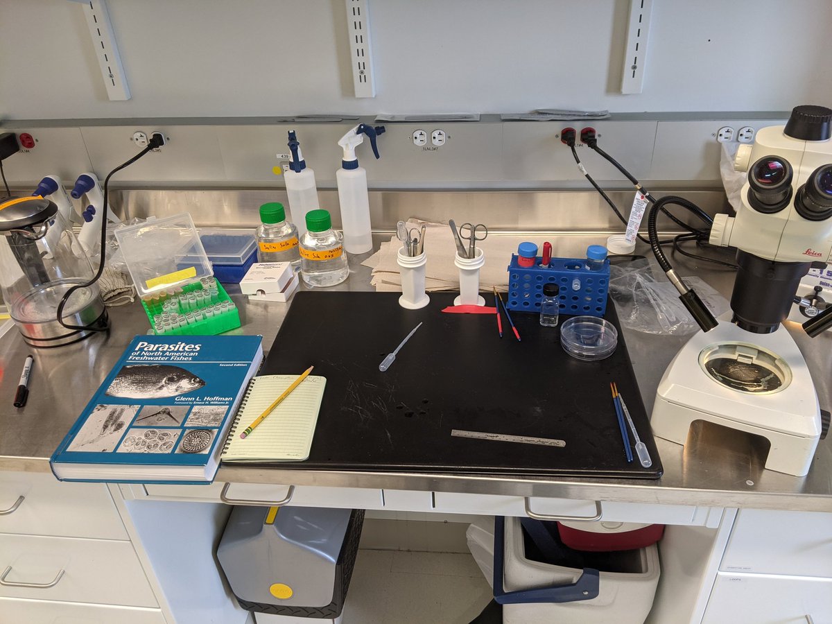 Long day of fish parasites ahead of me. Lleettsss gggoooo!!