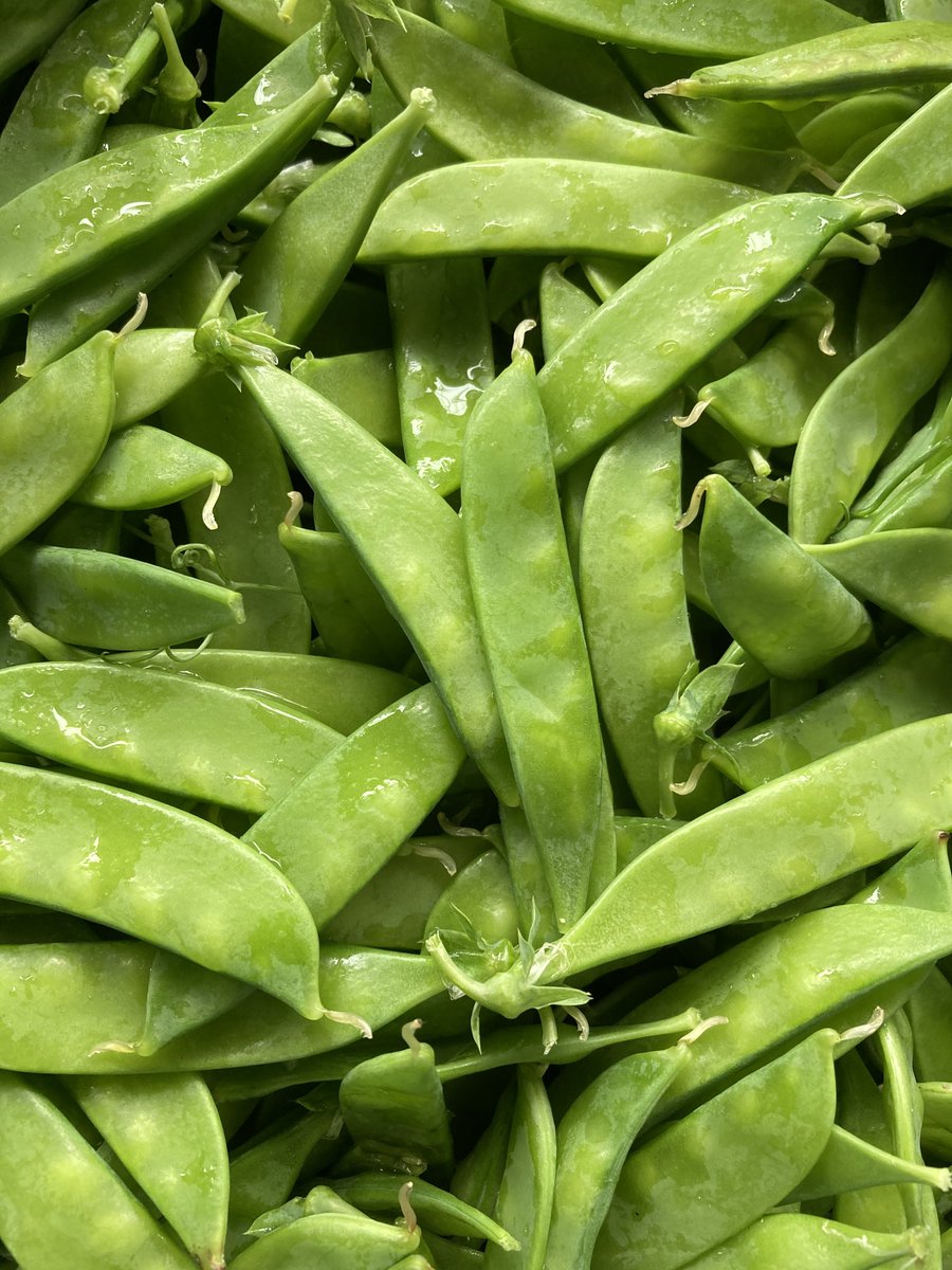 Op woensdag 12 mei is Tuinderij Eyckenstein open voor de verkoop van biologische groenten. We hebben morgen peultjes op de kraam! Vanaf 13.00 zijn we open.
#groenten #peultjes #biologisch #moestuin