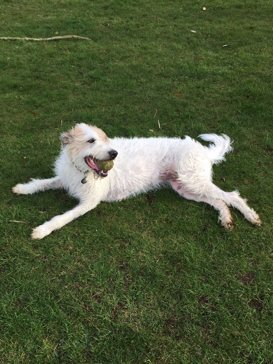 HaynesGreyhound's tweet photo. @ArieDoodle @Penny_Lane_Pup Thanks https://t.co/eVBwBqv9oH